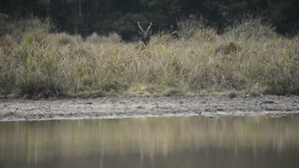 Mooie Sambar Rusa Unicolor Herten Wandelen Het Bos — Stockvideo