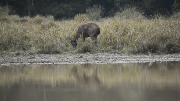 Belo Sambar Rusa Unicolor Cervo Andando Floresta — Vídeo de Stock