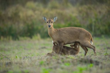 Güzel bebek domuz geyiği. 