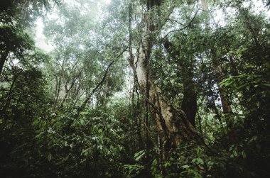 Tayland Ormanı, Güzel Orman