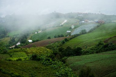 Güzel manzara, yağmur ormanı.