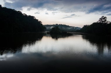 Tayland Ormanı, Güzel Orman