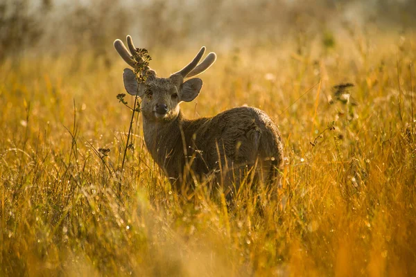 朝の光 野生動物の美しいホッグ鹿 — ストック写真