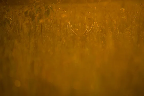 Beautiful Hog Deer Morning Light Animal Wildlife — Stock Photo, Image