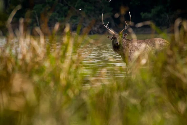 美しいサンバー鹿 野生動物 — ストック写真