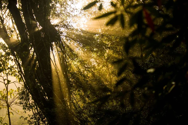 Natura Las Deszczowy Porannym Sunligh — Zdjęcie stockowe