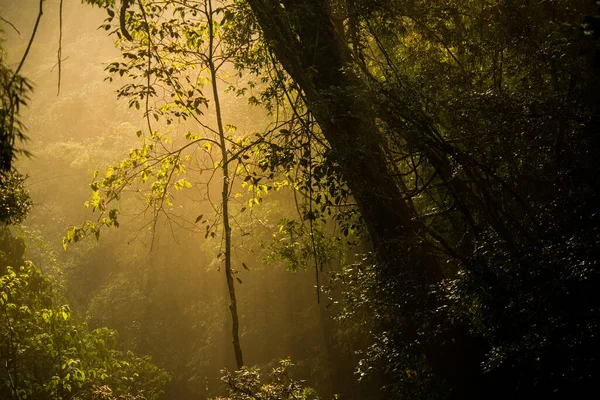 Forêt Tropicale Naturelle Avec Ensoleillement Matinal — Photo
