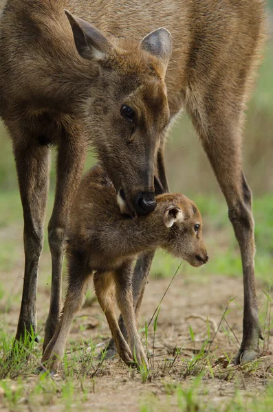 Mother Love Deer Cute Fawn — стоковое фото