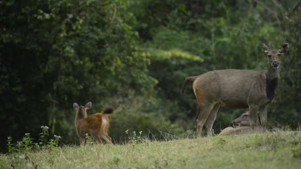 Sambar Herten Het Regenwoud Thailand — Stockvideo