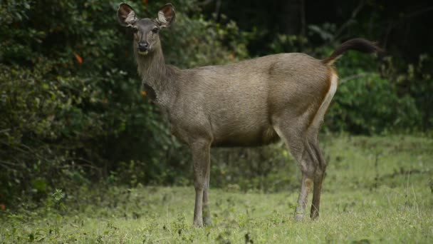 Sambar Herten Het Regenwoud Thailand — Stockvideo