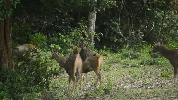 Sambar Herten Het Regenwoud Thailand — Stockvideo