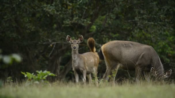 Sambar Cerf Dans Forêt Tropicale Thaïlande — Video