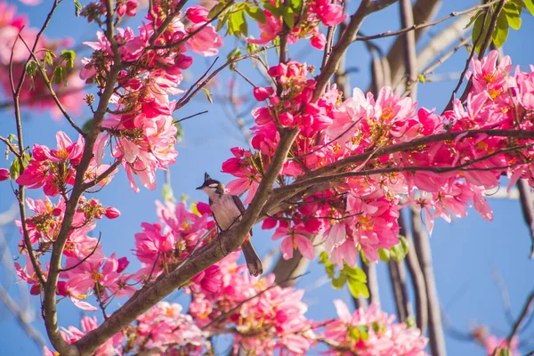 Birds with pink flowers and sky background