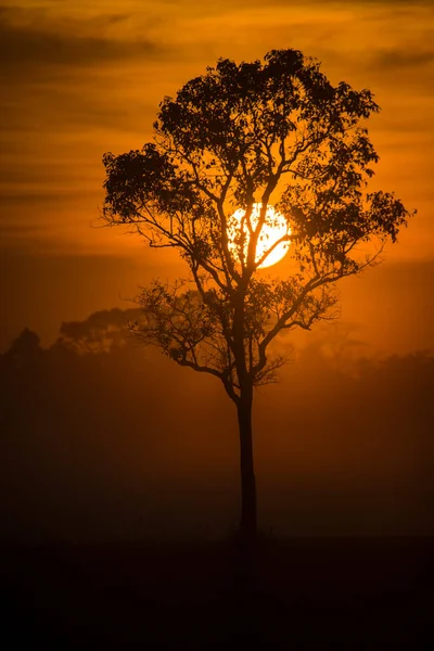 Ensamt Träd Och Morgonsol — Stockfoto