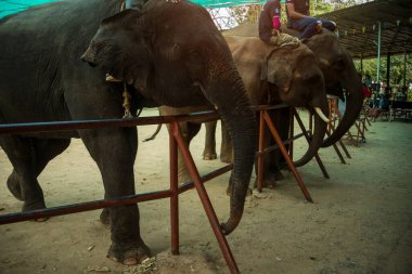Tayland 'da şirin bir fil gösterisi