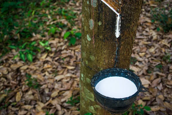 rubber plantations,natural rubber, Rubber Plantation,Agribusiness