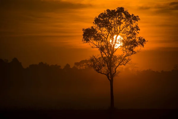 Silhuett Träd Morgonen Ljus Ensam Träd Solnedgång Natur — Stockfoto