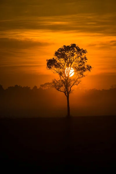 Silhuett Träd Morgonen Ljus Ensam Träd Solnedgång Natur — Stockfoto