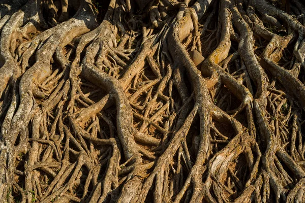 Abstract Root Pattern Nature Background — стоковое фото