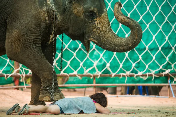 Симпатичное Шоу Слонов Таиланде — стоковое фото