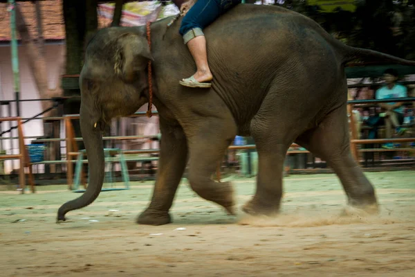 大象向泰国展示 那是低快门速度的图片 — 图库照片