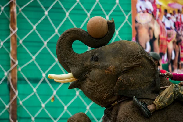 Cute elephant show in Thailand