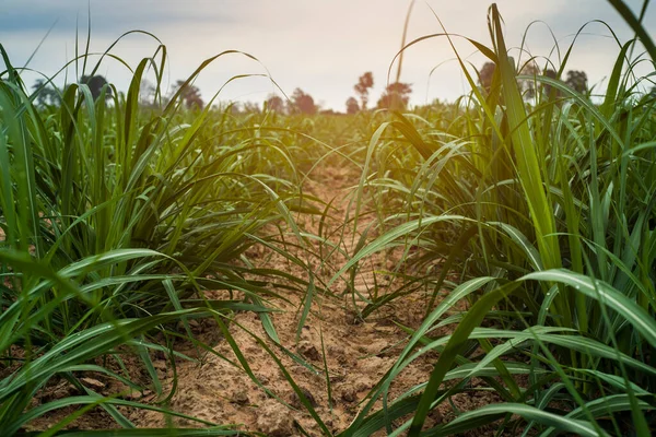 Caña Azúcar Agricultura —  Fotos de Stock