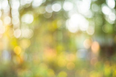 Gün ışığında ağacın dalının bulanıklığı, doğada yeşil arkaplan..