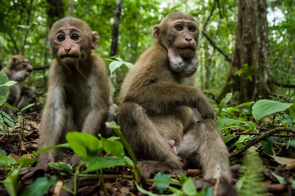 Дитяча Мавпа Портрет Немовляти Assam Macaque — стокове фото