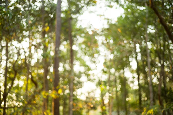 Sfocatura Ramo Foglie Albero Luce Del Sole Sfondo Verde Natura — Foto Stock