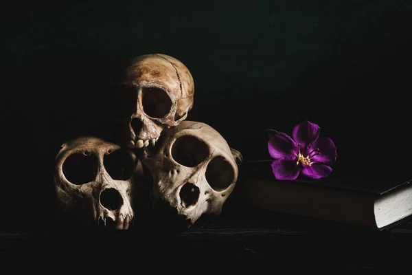 Still Life Skull — Stock Photo, Image