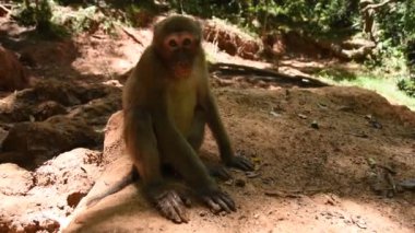 Assam macaque maymunu, ormandaki maymun hayatı, doğadaki şirin maymun.