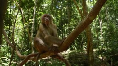 Assam macaque maymunu, ormandaki maymun hayatı, doğadaki şirin maymun.