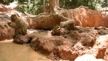 Assam macaque maymunu, ormandaki maymun hayatı, doğadaki şirin maymun.