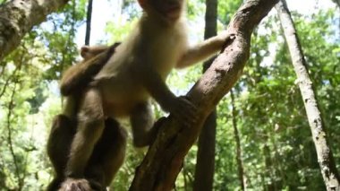 Assam macaque maymunu, ormandaki maymun hayatı, doğadaki şirin maymun.