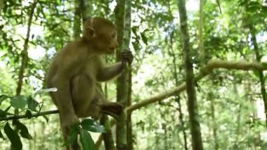 Assam macaque maymunu, ormandaki maymun hayatı, doğadaki şirin maymun.