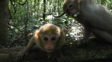 Assam macaque maymunu, ormandaki maymun hayatı, doğadaki şirin maymun.