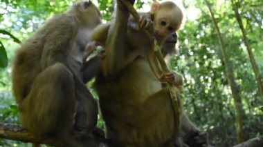 Assam macaque maymunu, ormandaki maymun hayatı, doğadaki şirin maymun.
