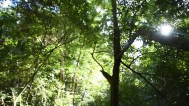 Assam macaque maymunu, ormandaki maymun hayatı, doğadaki şirin maymun.