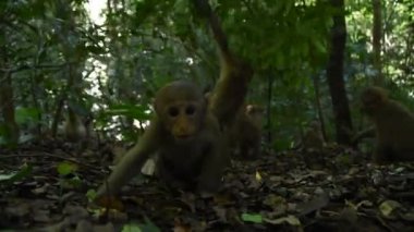 Assam macaque maymunu, ormandaki maymun hayatı, doğadaki şirin maymun.