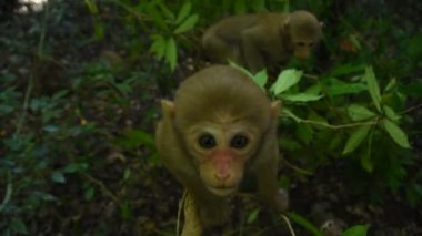 Assam macaque maymunu, ormandaki maymun hayatı, doğadaki şirin maymun.