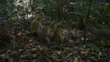 Assam macaque maymunu, ormandaki maymun hayatı, doğadaki şirin maymun.