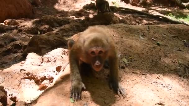 Assam Macaque Aap Leven Van Aap Het Bos Schattig Aapje — Stockvideo