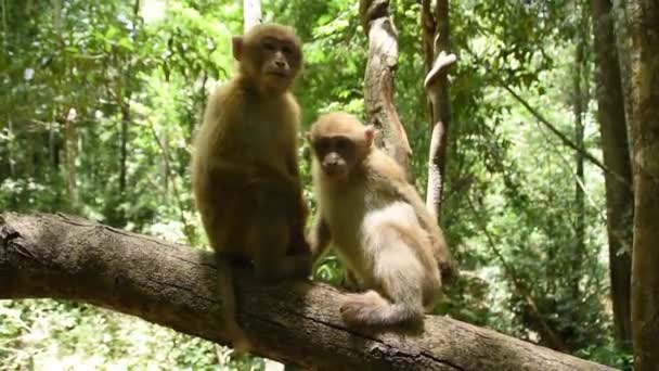 Assam Macaque Małpa Życie Małpy Lesie Cute Małpa Przyrodzie — Wideo stockowe