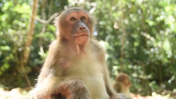 Assam Macaque Maymunu Ormandaki Maymun Hayatı Doğadaki Şirin Maymun — Stok video