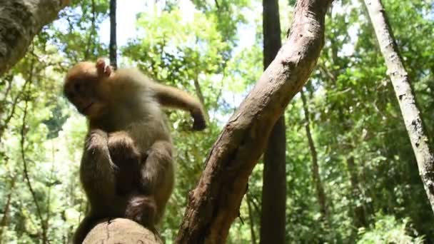 Assam Macaque Singe Vie Singe Dans Forêt Mignon Singe Dans — Video