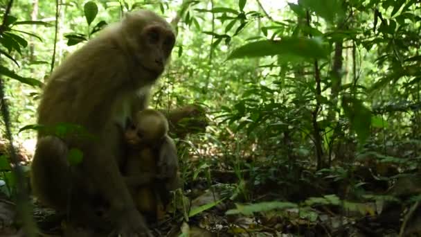 アサムマカク 森の猿の生活 自然の中でかわいい猿 — ストック動画
