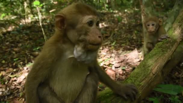 Assam Macaque Singe Vie Singe Dans Forêt Mignon Singe Dans — Video