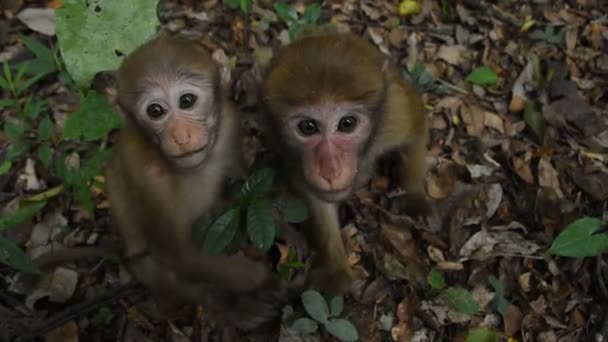 Assam Macaque Μαϊμού Ζωή Του Πιθήκου Στο Δάσος Χαριτωμένο Μαϊμού — Αρχείο Βίντεο