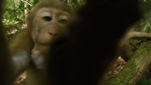 Assam Macaque Małpa Życie Małpy Lesie Cute Małpa Przyrodzie — Wideo stockowe